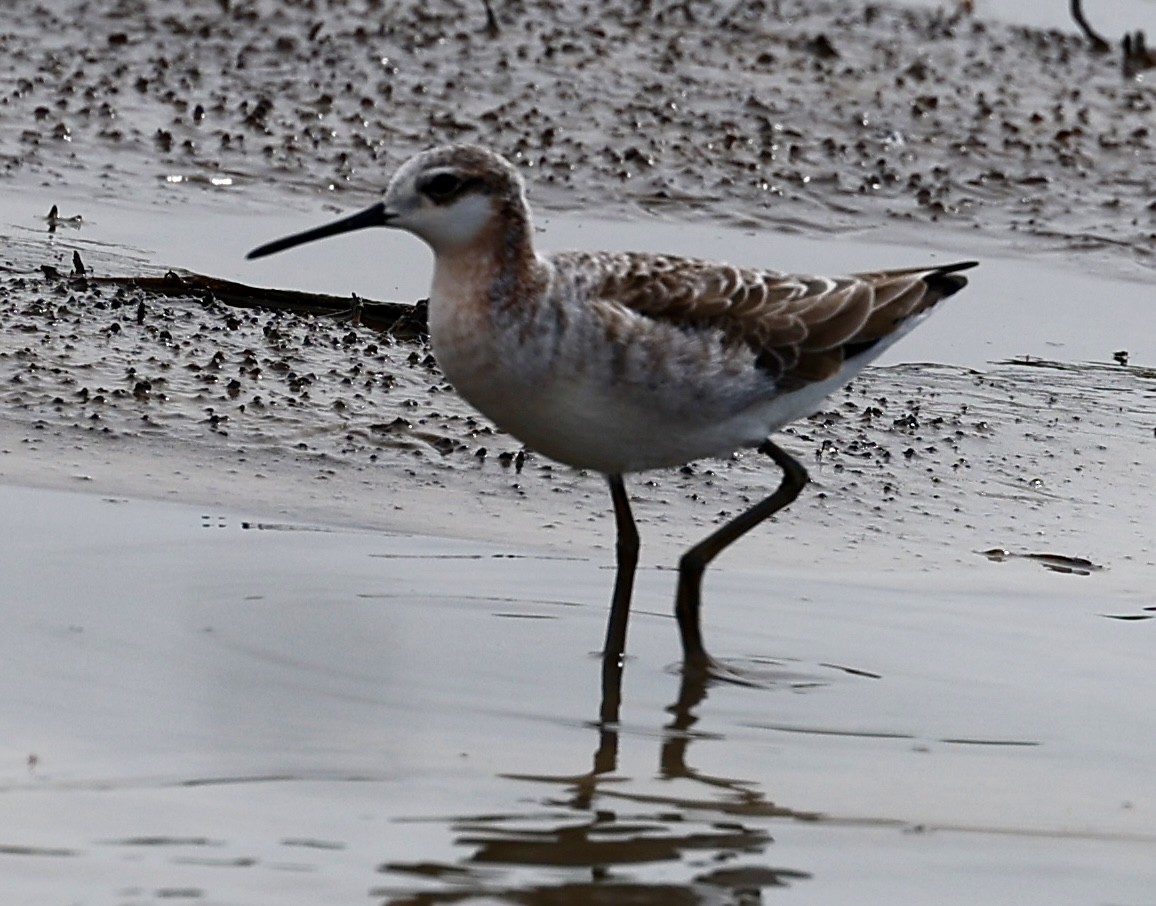 Wilson's Phalarope - Dean Silvers