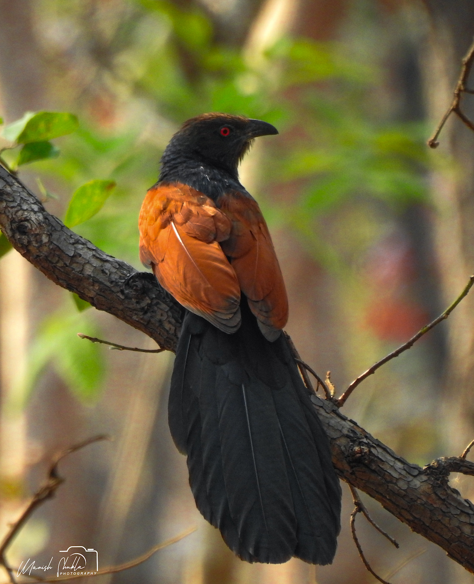 Rufous Treepie - Manish Shukla