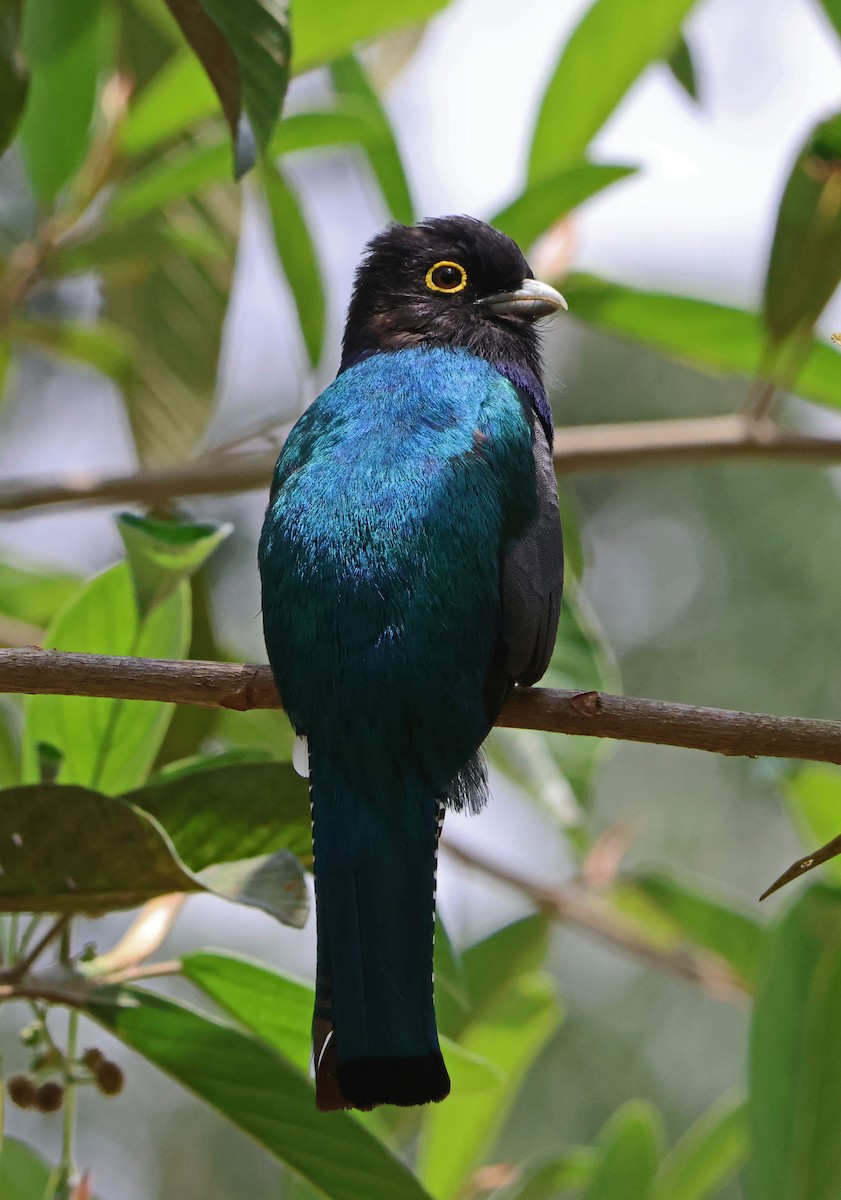 trogon podvazkový - ML617975303