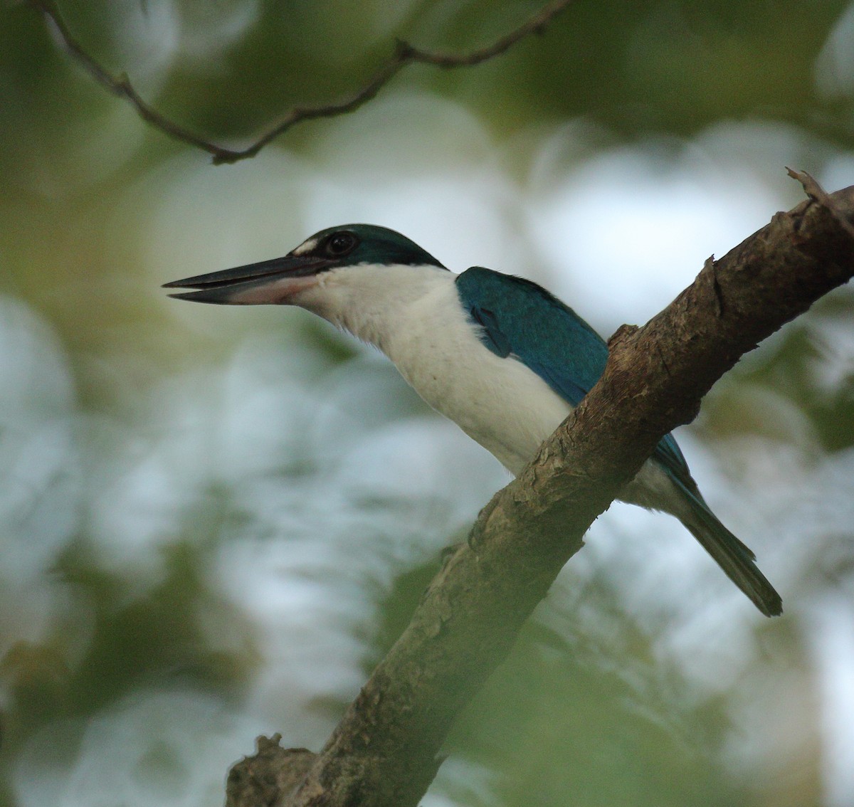 Collared Kingfisher - ML617975351