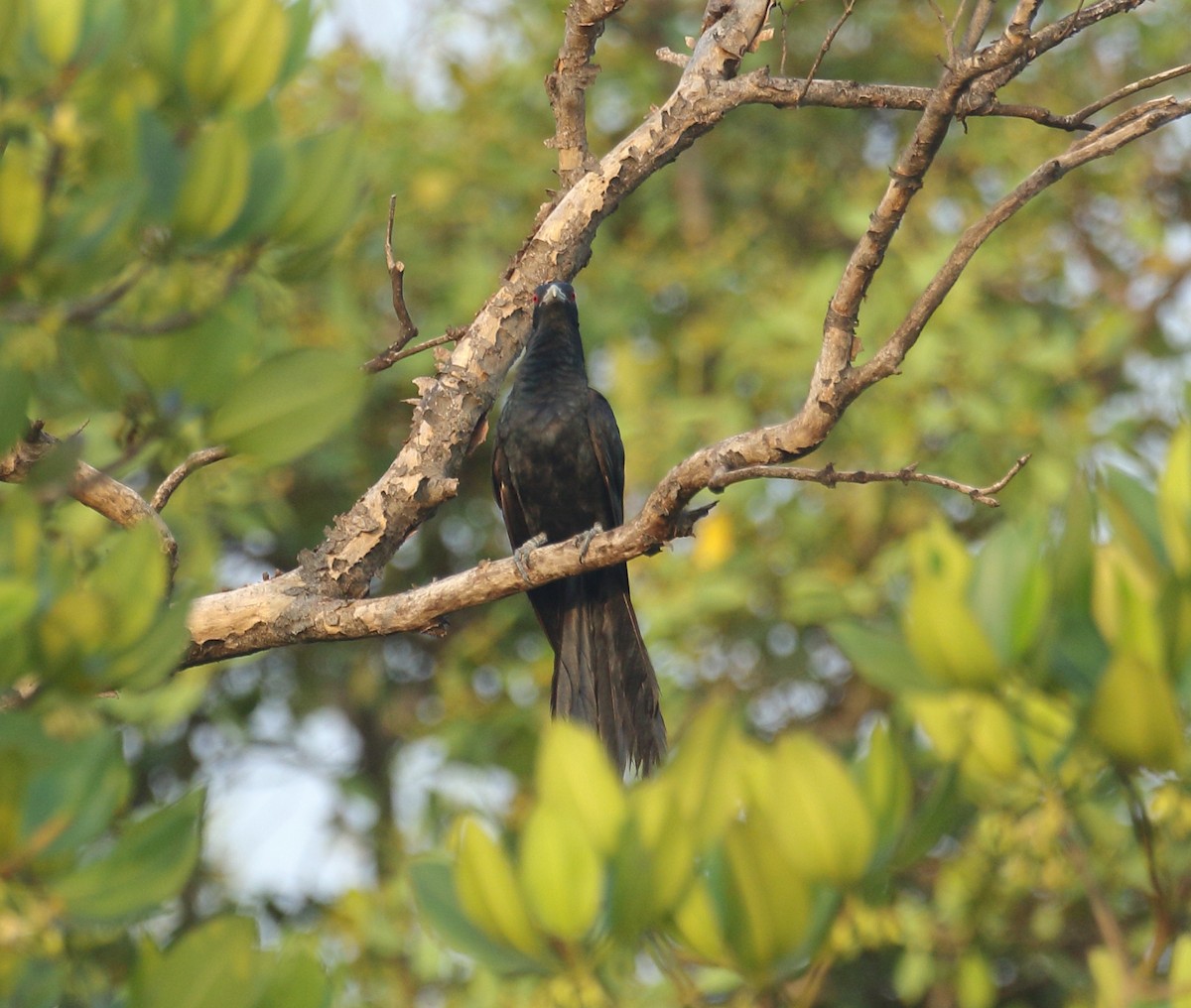 Asian Koel - ML617975355