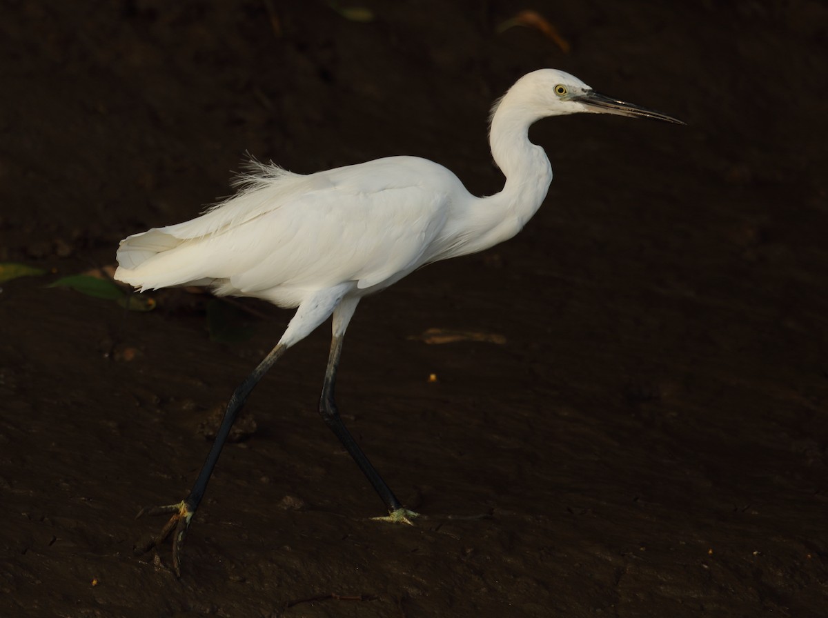 Little Egret - ML617975372