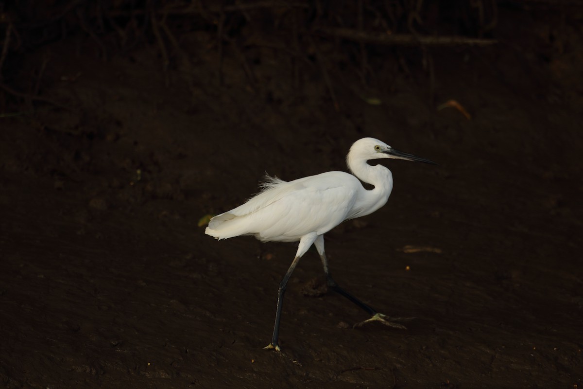 Little Egret - ML617975373