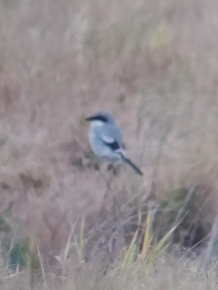 Loggerhead Shrike - ML617975393