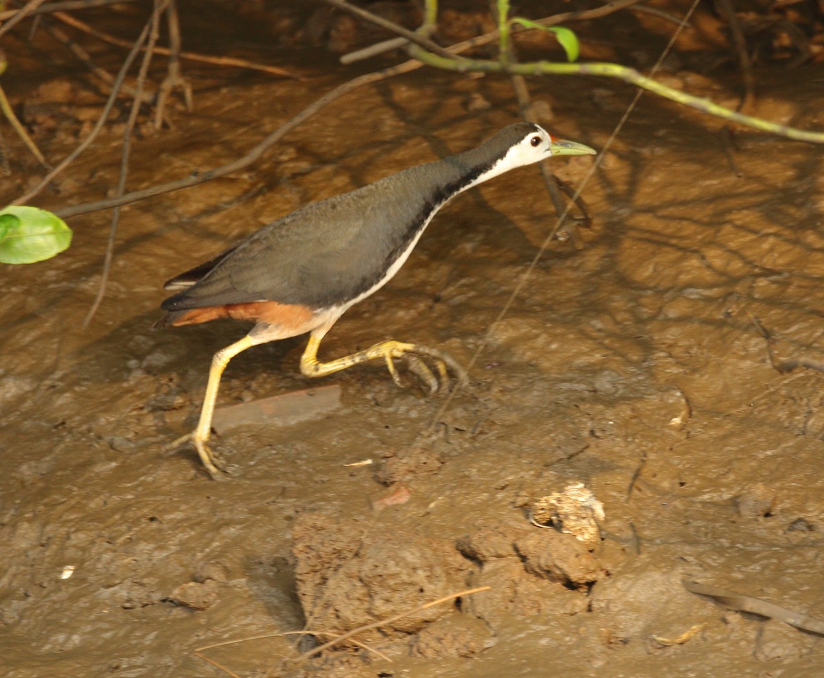 White-breasted Waterhen - ML617975395