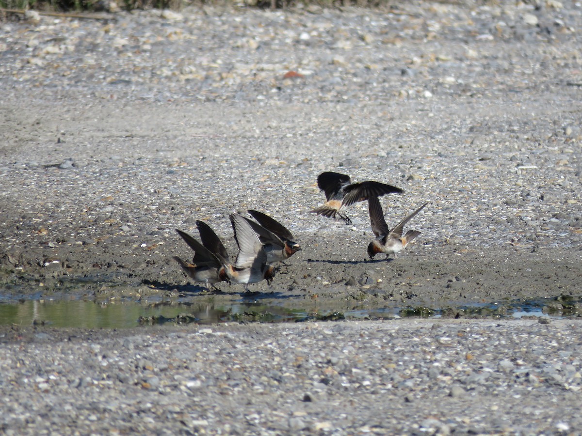 Cliff Swallow - ML617975409