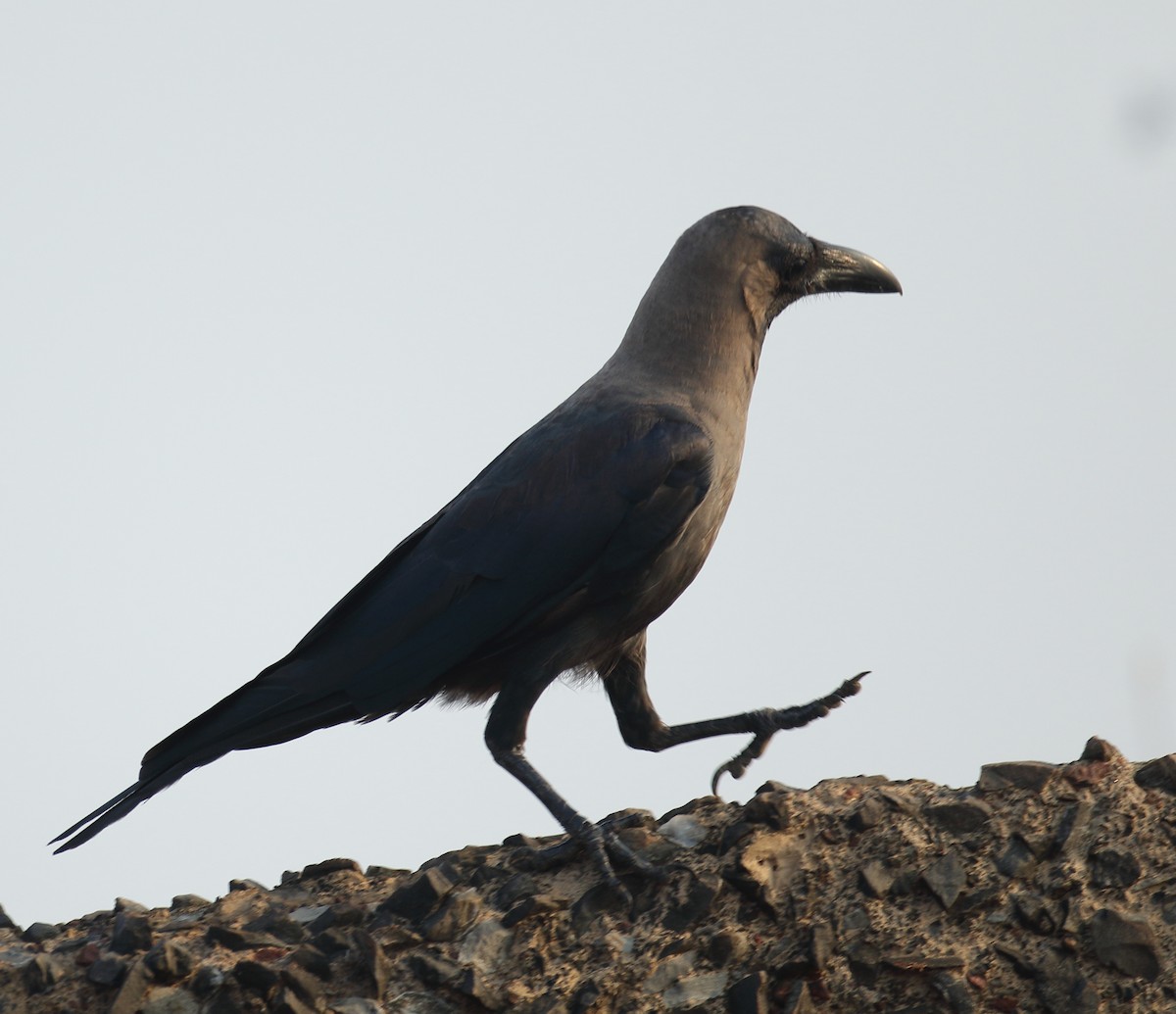 House Crow - ML617975437