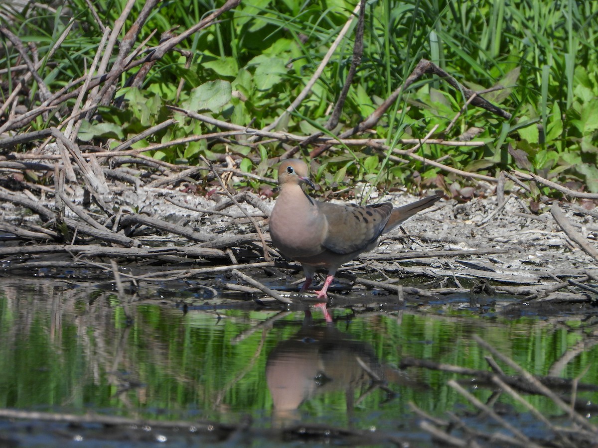 Mourning Dove - ML617975445