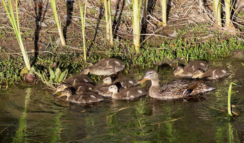 Canard colvert - ML617975449