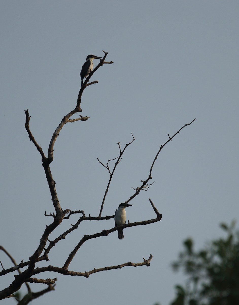 Collared Kingfisher - ML617975455