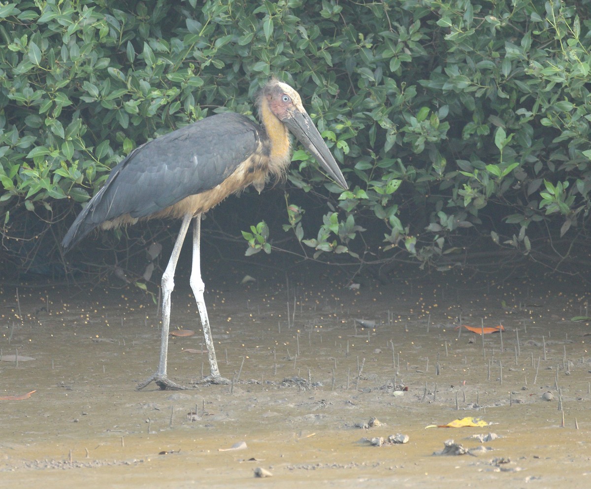 Lesser Adjutant - ML617975463