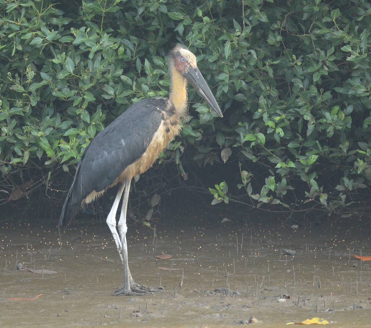 Lesser Adjutant - ML617975464