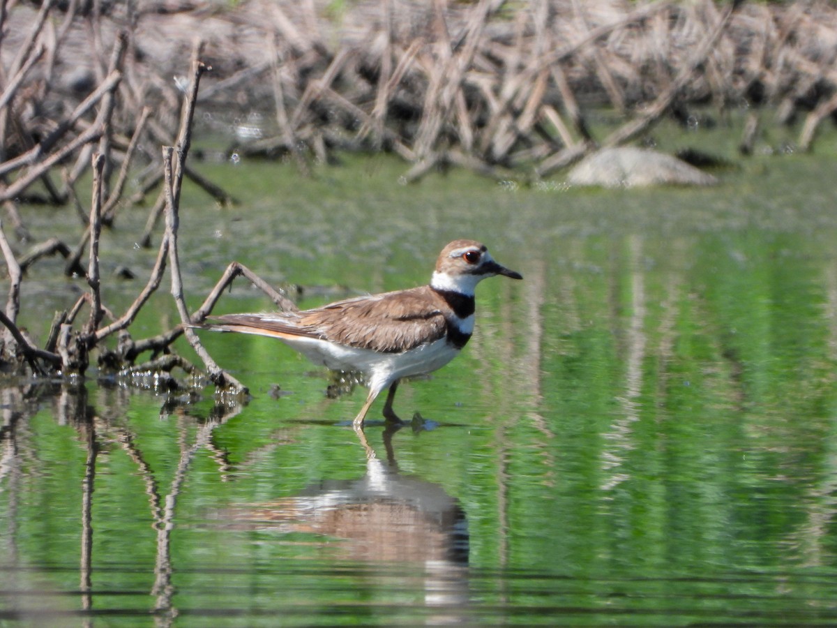 Killdeer - ML617975466