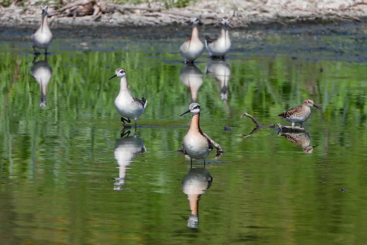 Phalarope de Wilson - ML617975495