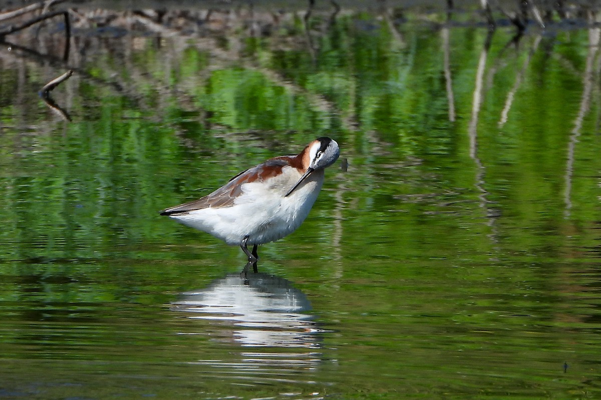 Falaropo Tricolor - ML617975497