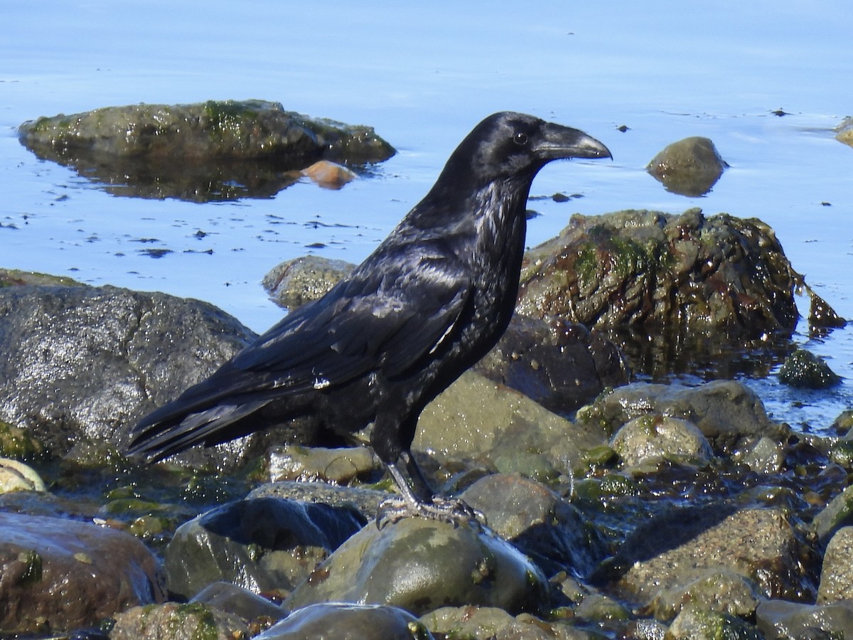 Common Raven - Jeff Sauer