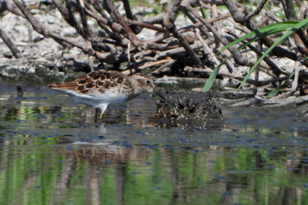 Least Sandpiper - ML617975525