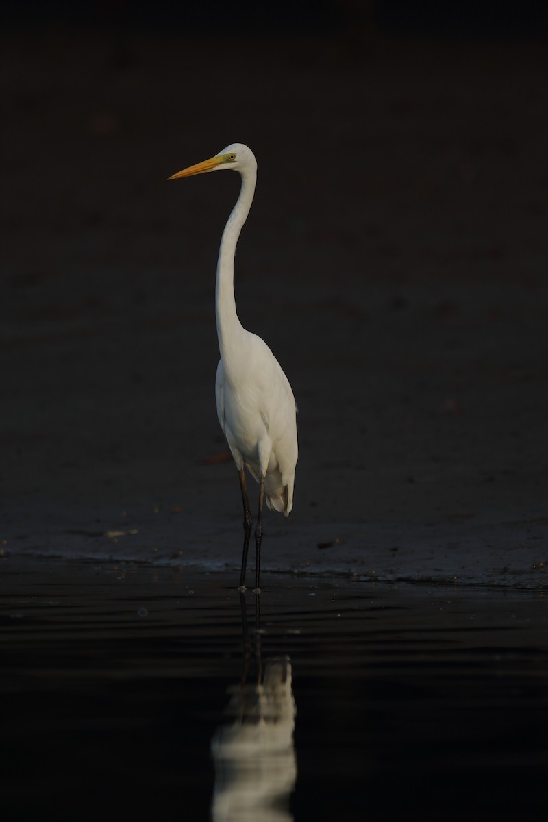 Great Egret - ML617975539