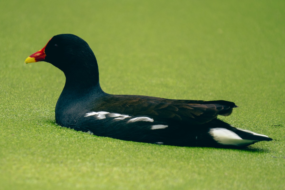 Eurasian Moorhen - Timothy Flynn