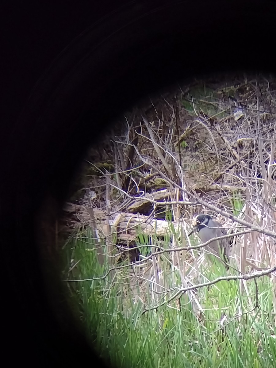 Yellow-crowned Night Heron - Jeff Brinkman