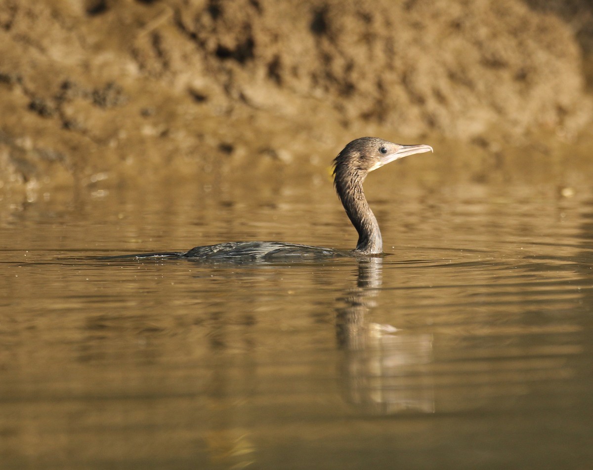 Little Cormorant - ML617975563