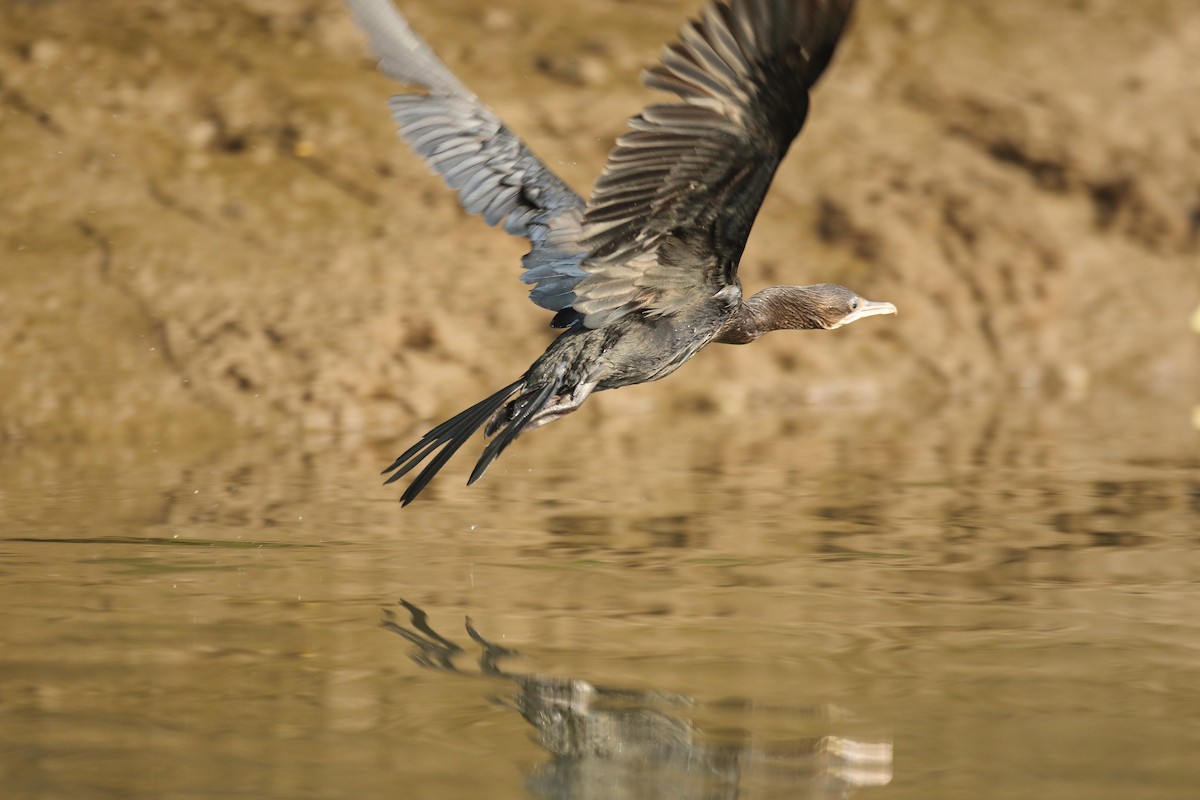 Little Cormorant - ML617975565