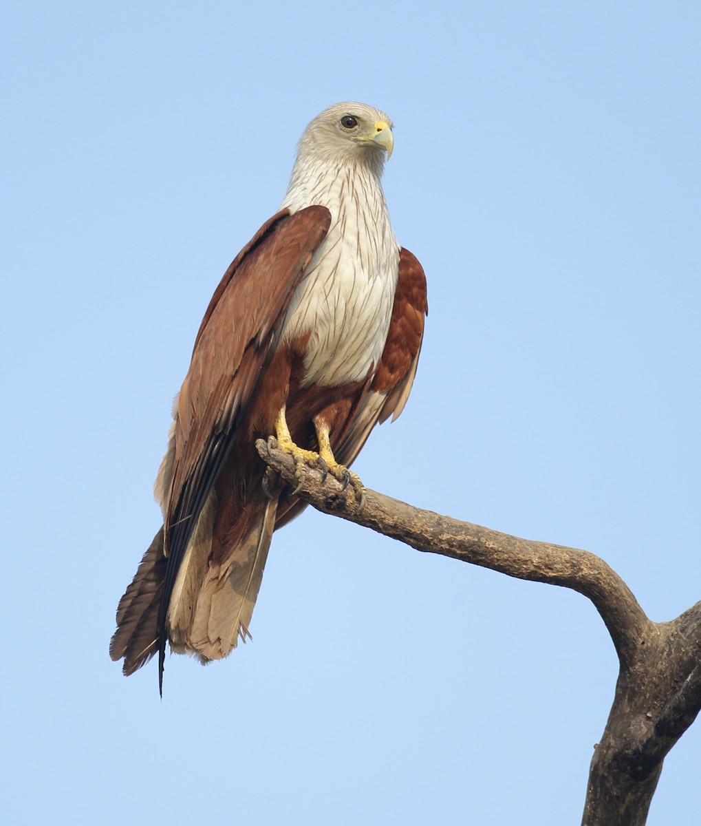 Brahminy Kite - ML617975571