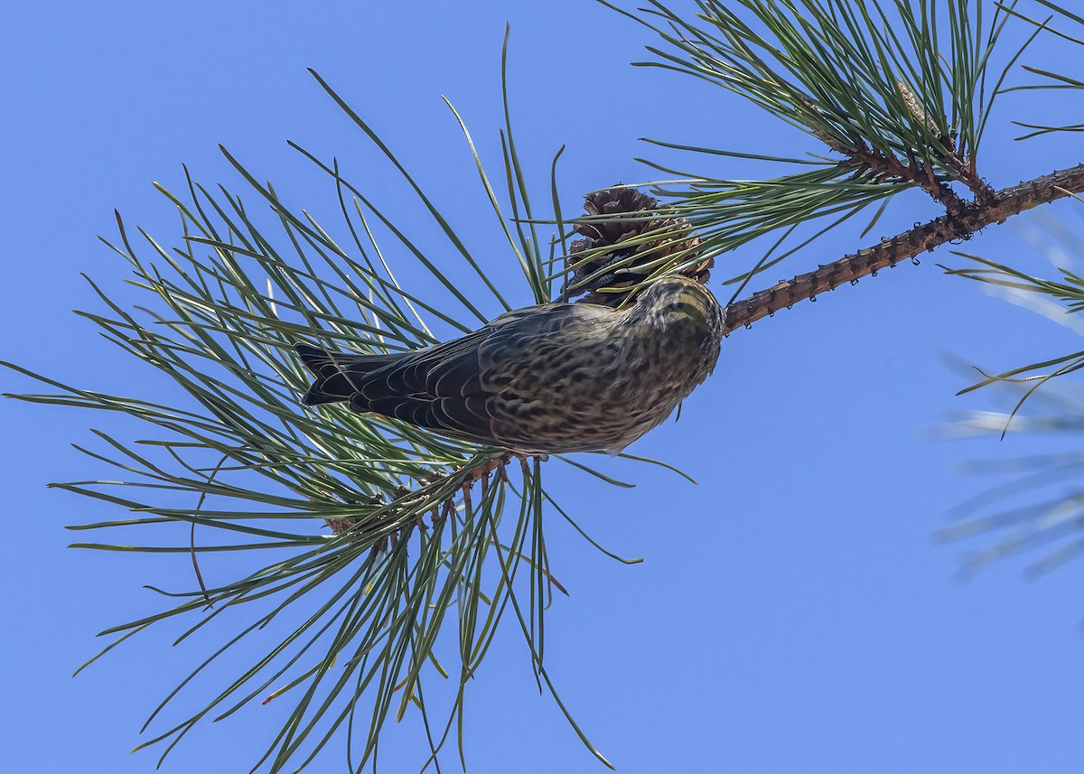 Red Crossbill - ML617975577