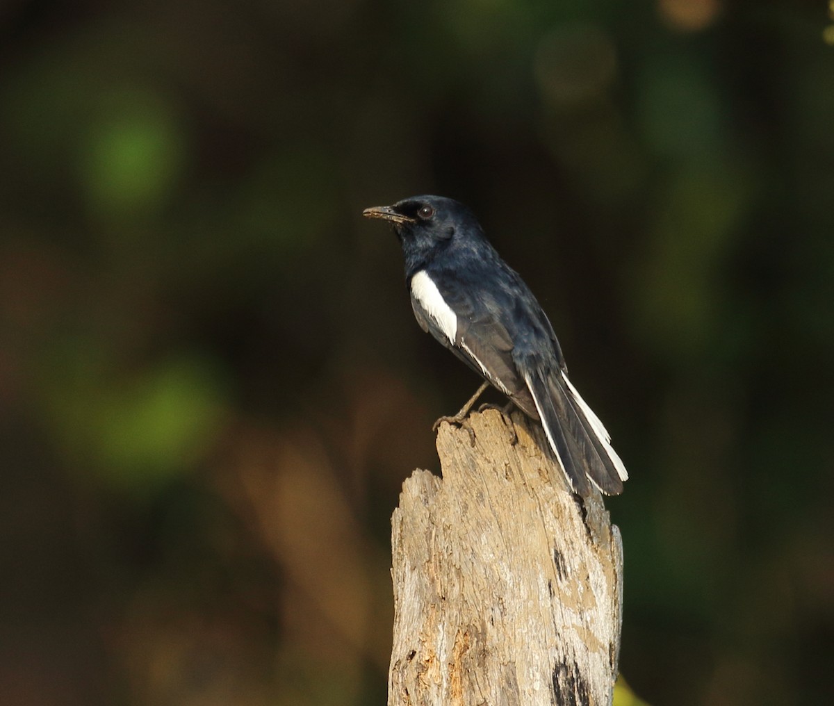 Oriental Magpie-Robin - ML617975582