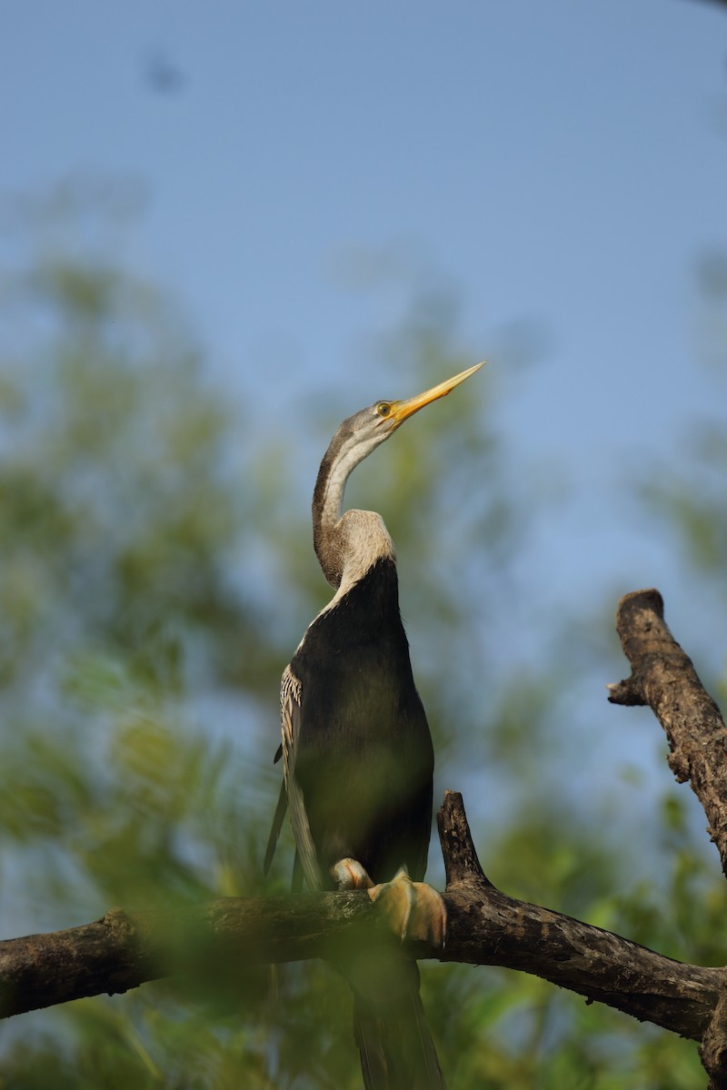 Oriental Darter - ML617975587