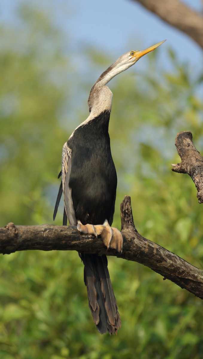 Oriental Darter - ML617975588