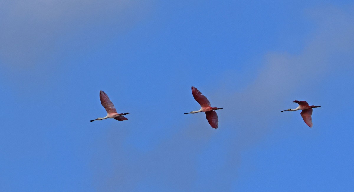 Roseate Spoonbill - ML617975599