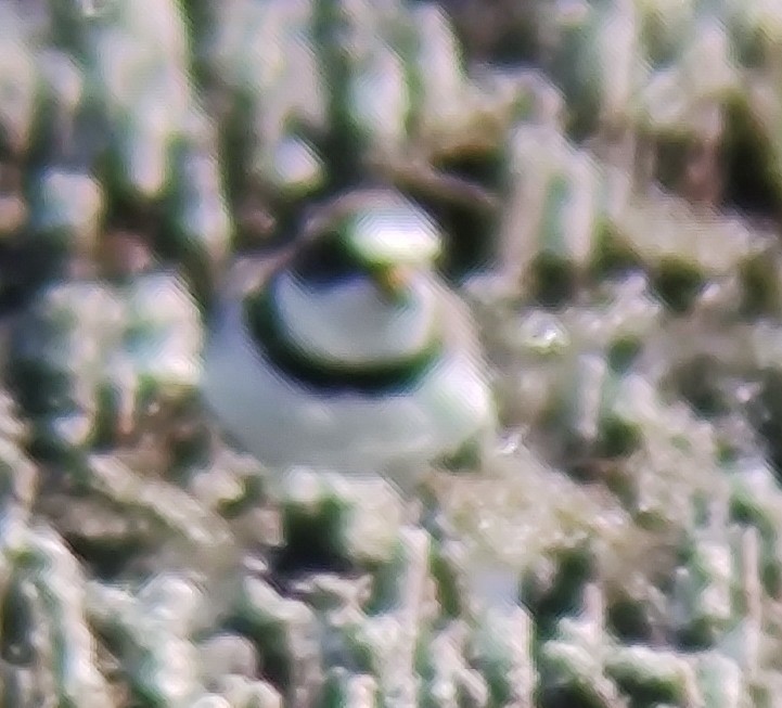 Semipalmated Plover - ML617975601