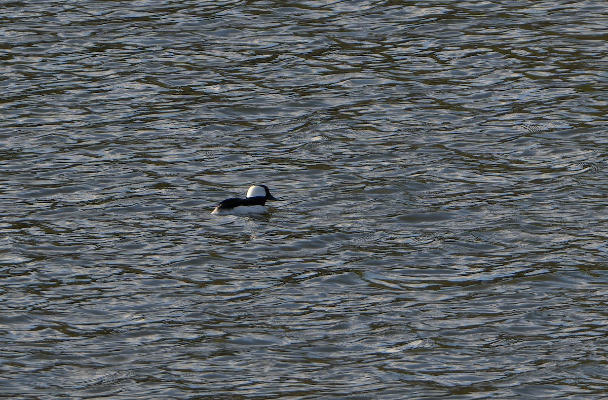 Bufflehead - ML617975612