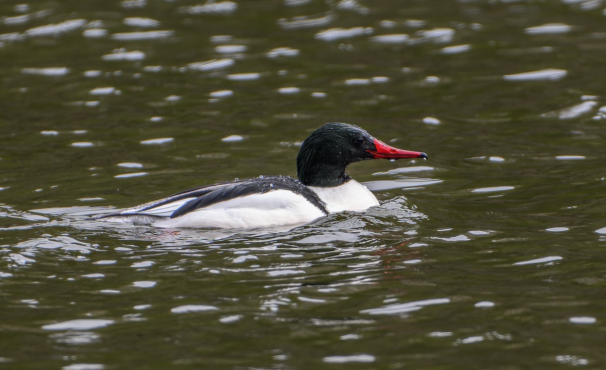 Common Merganser - ML617975618