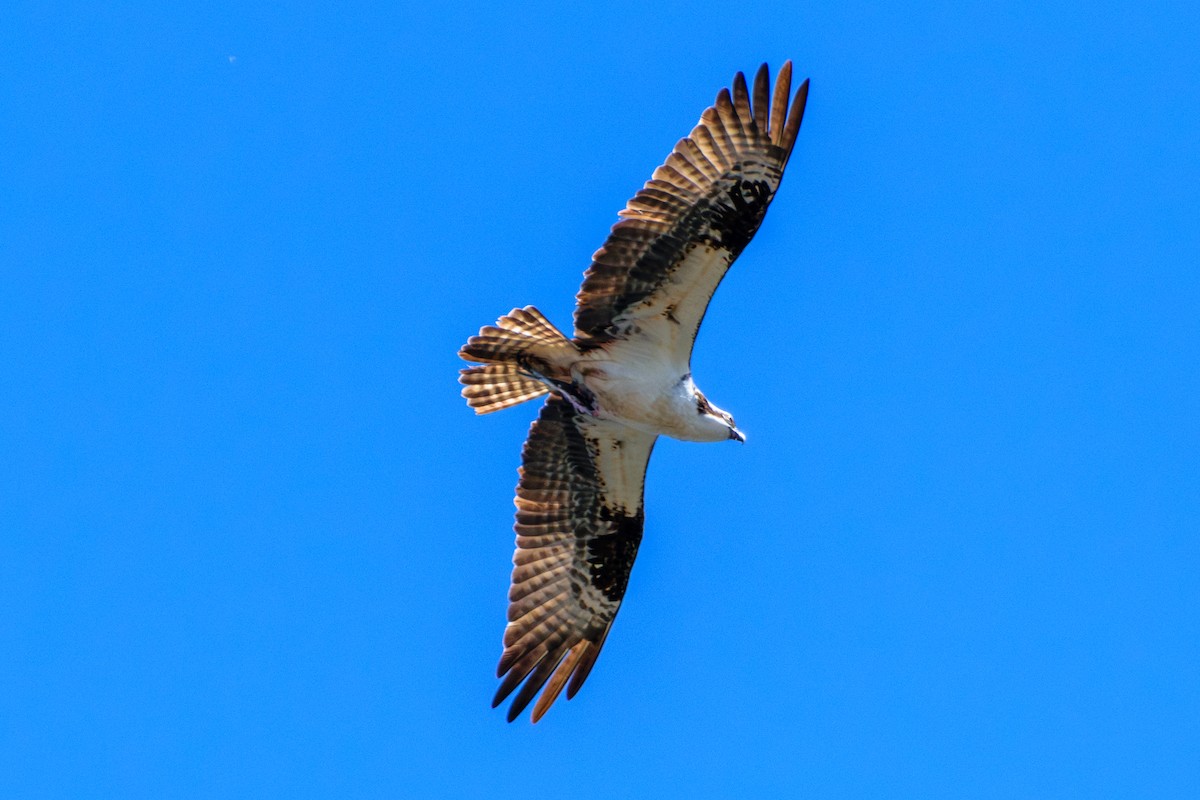 Balbuzard pêcheur - ML617975648