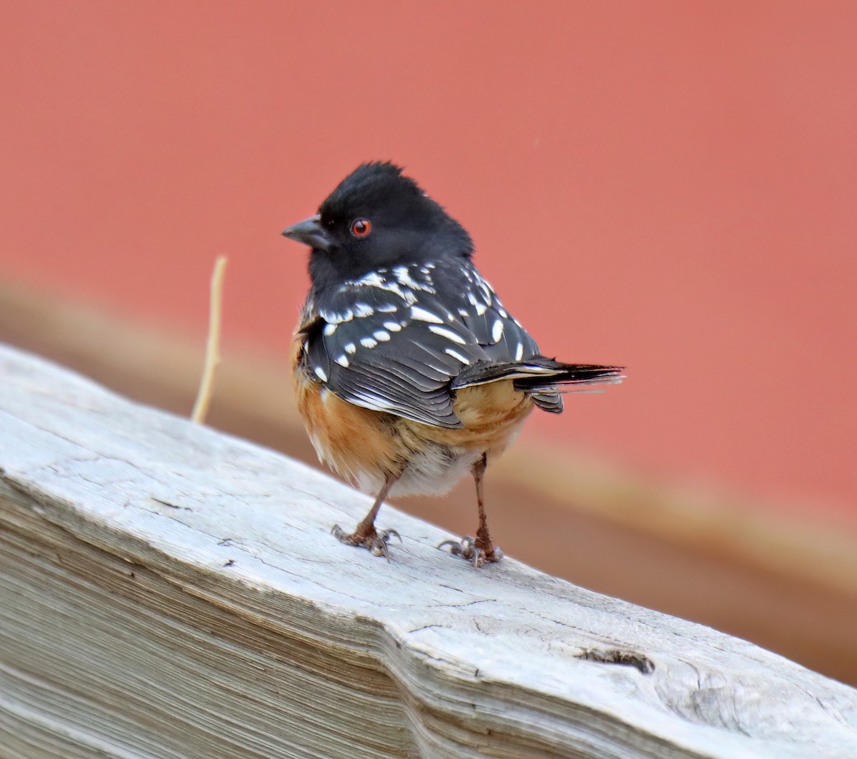 Spotted Towhee - Elizabeth Winter