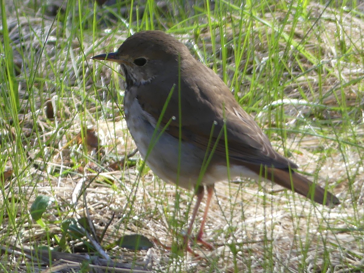 Hermit Thrush - ML617975653