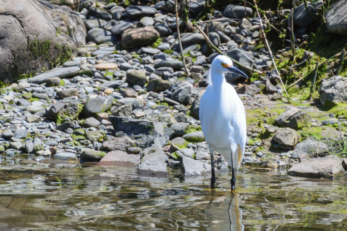 Snowy Egret - ML617975659