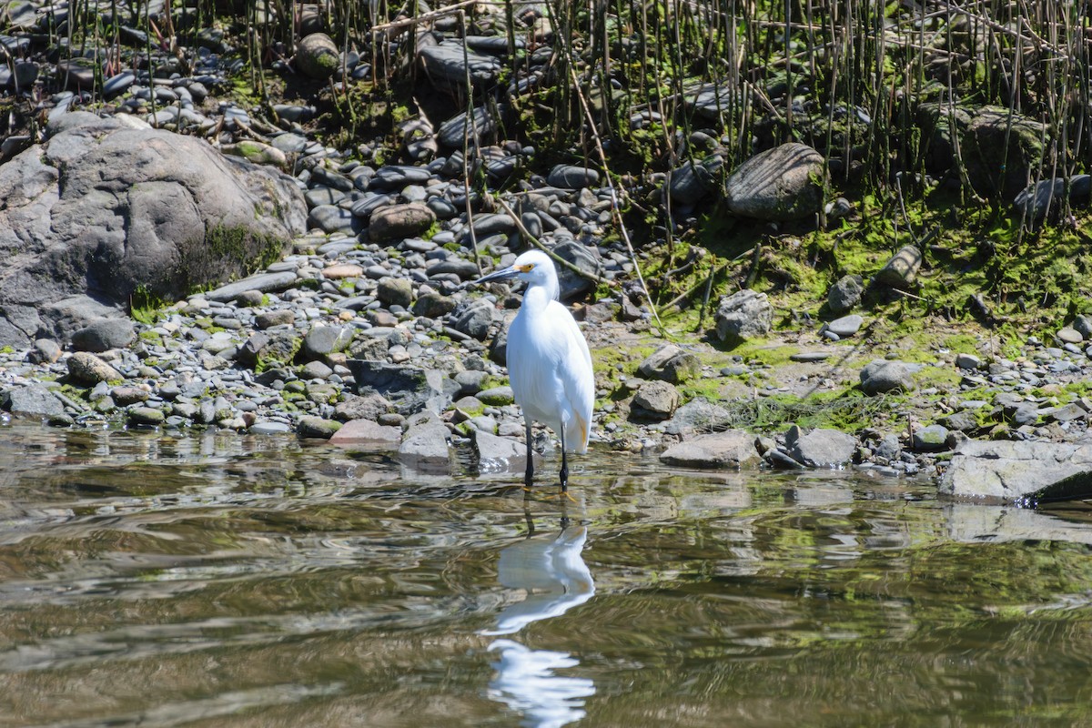 Snowy Egret - ML617975660