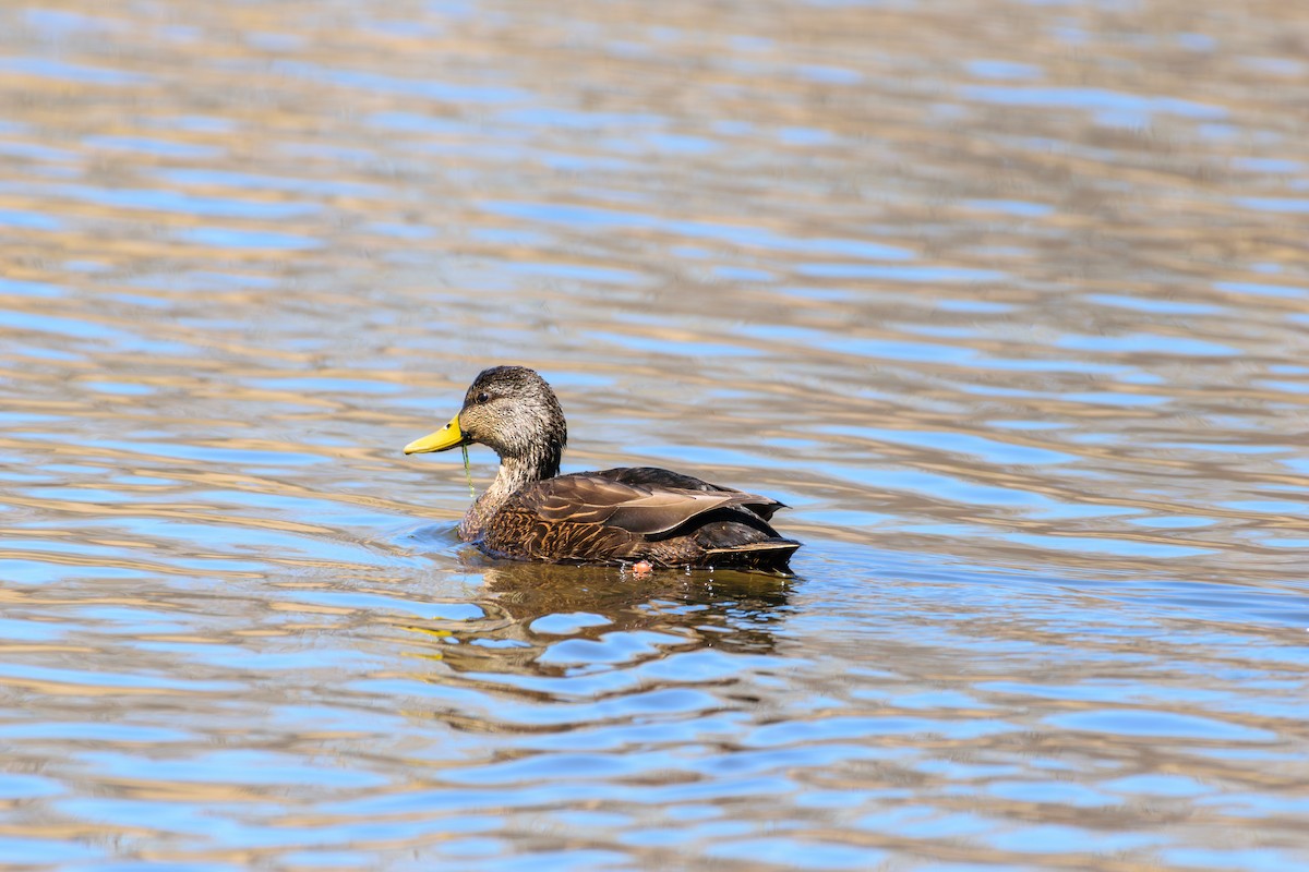 Canard noir - ML617975666