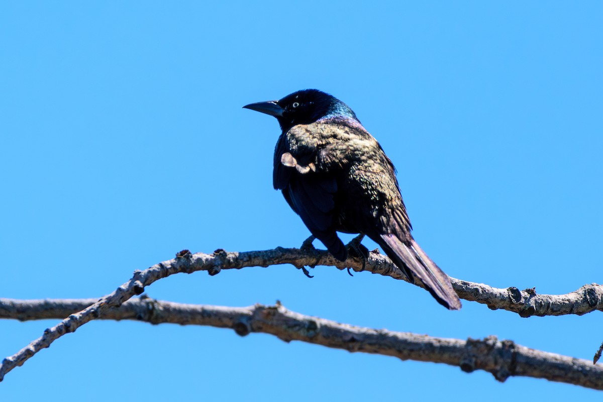 Common Grackle - ML617975668