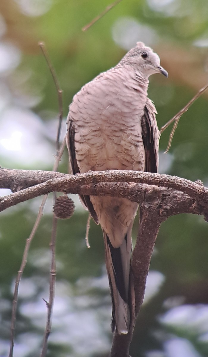 Inca Dove - ML617975693