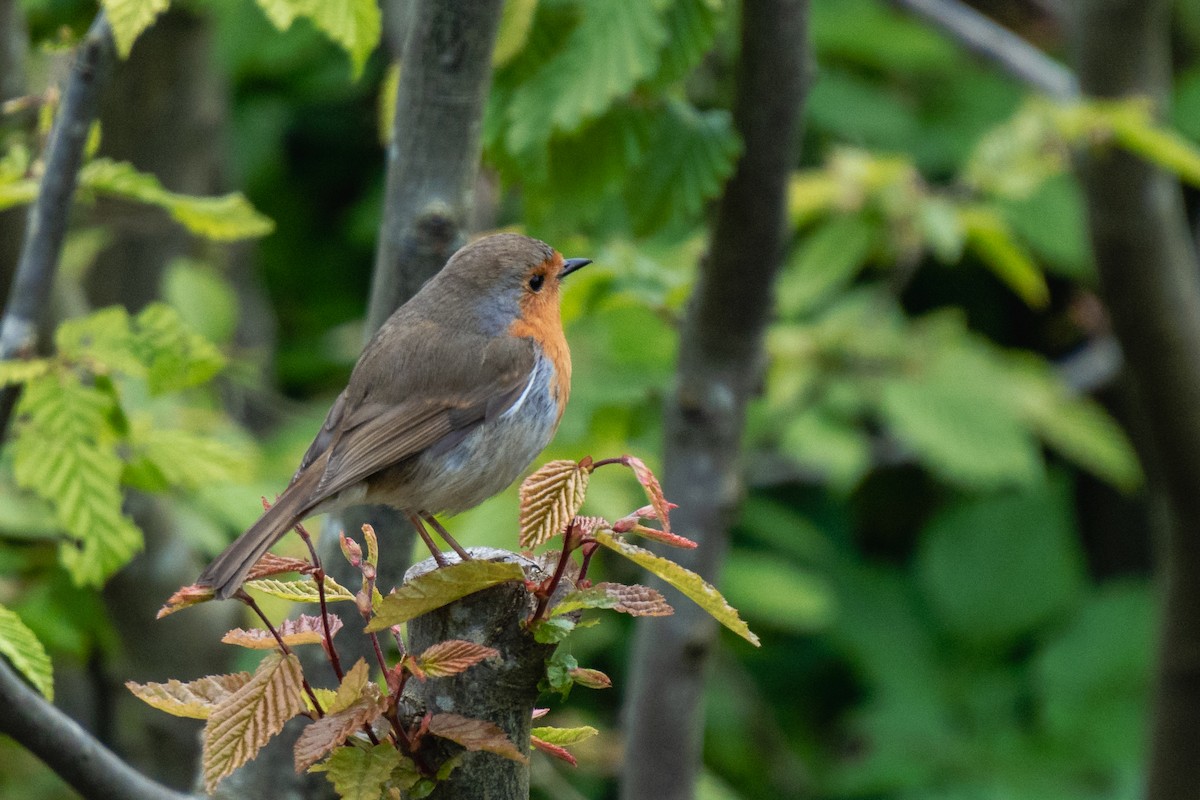 European Robin - Timothy Flynn