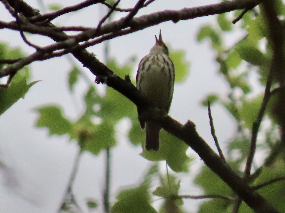 Louisiana Waterthrush - ML617975725