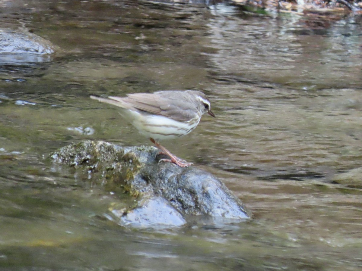 Louisiana Waterthrush - ML617975727