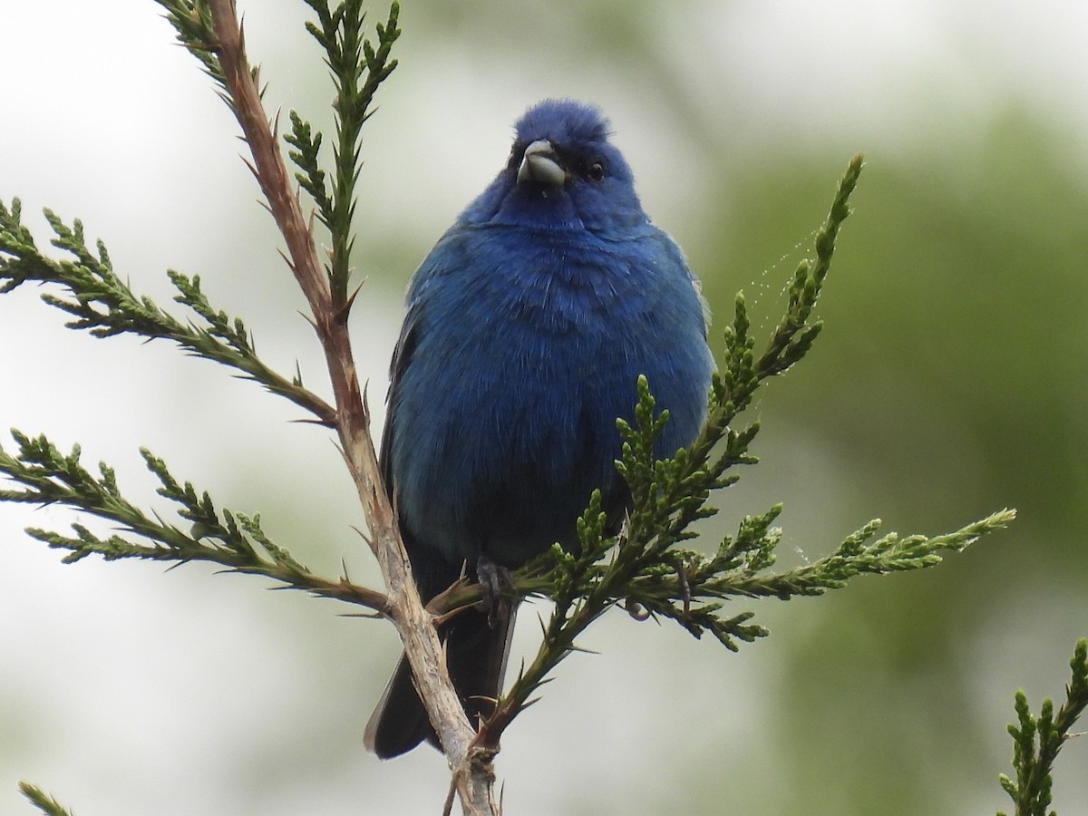 Passerin indigo - ML617975737