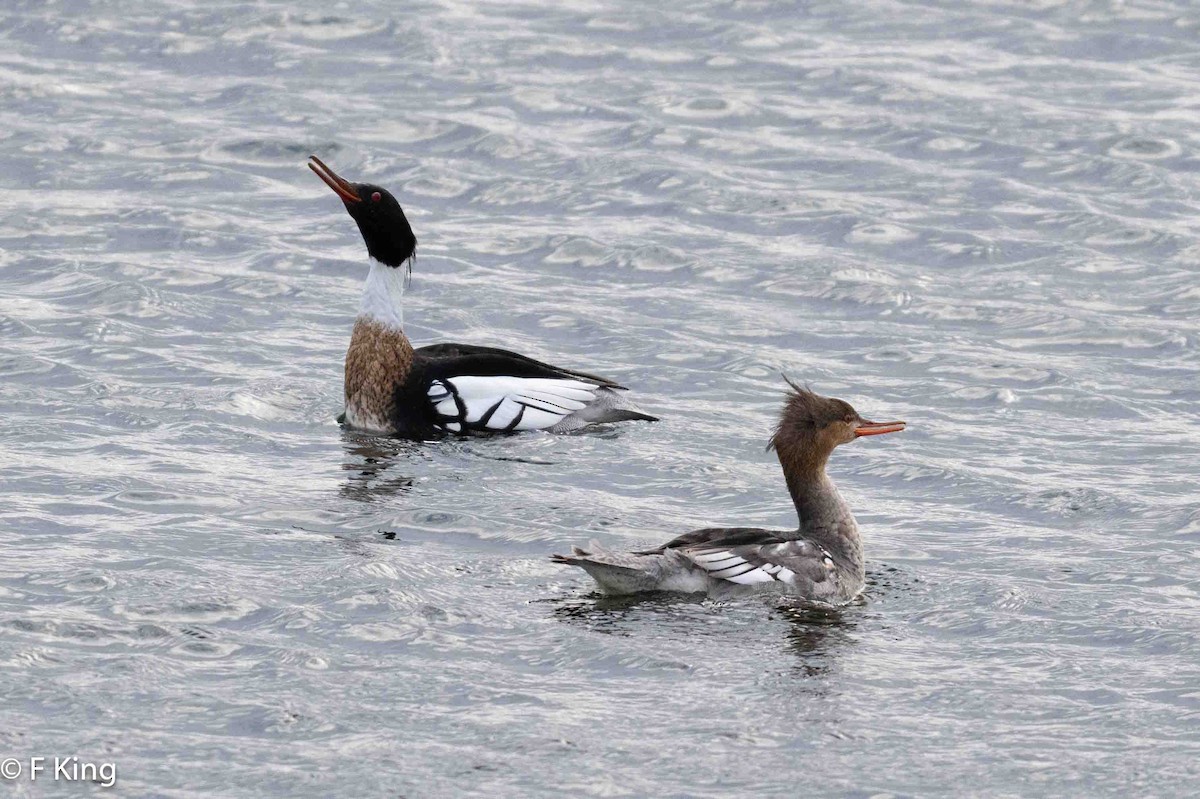 Red-breasted Merganser - Frank King