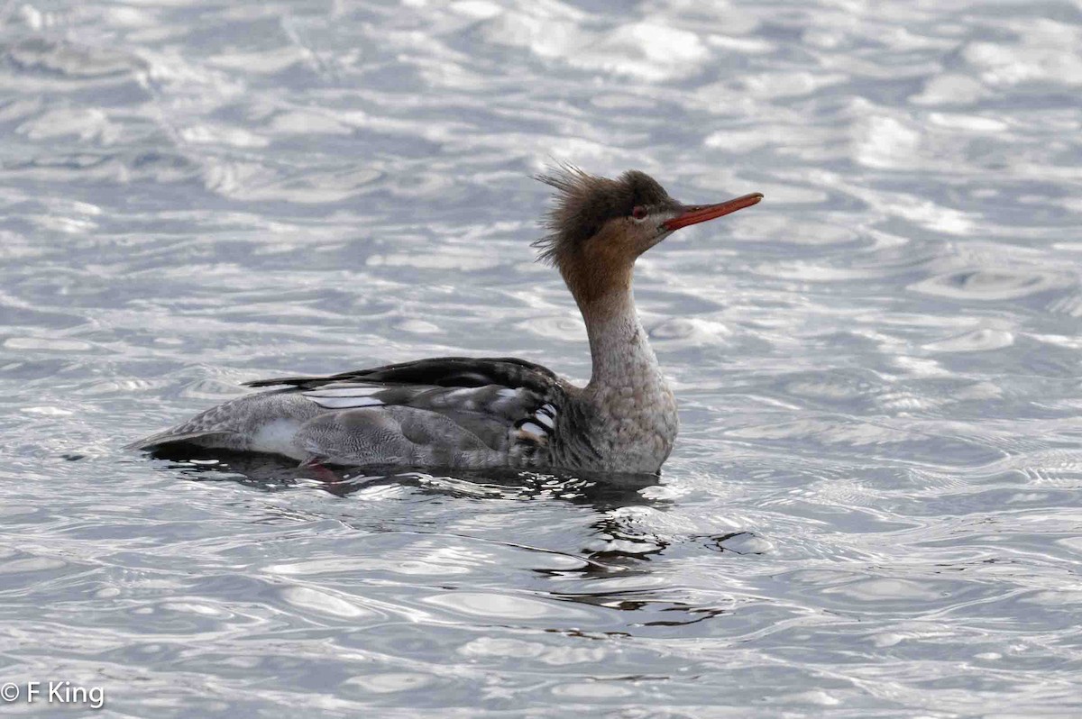 Red-breasted Merganser - ML617975763