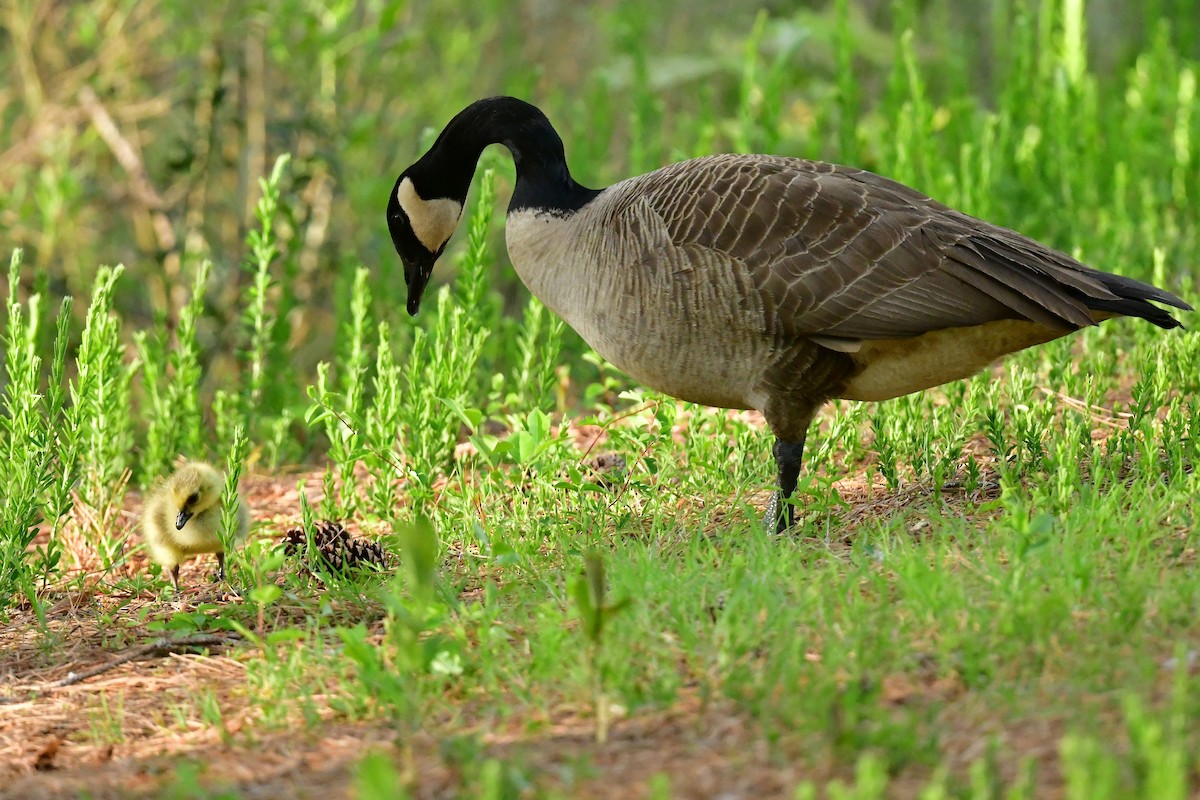 Canada Goose - ML617975765